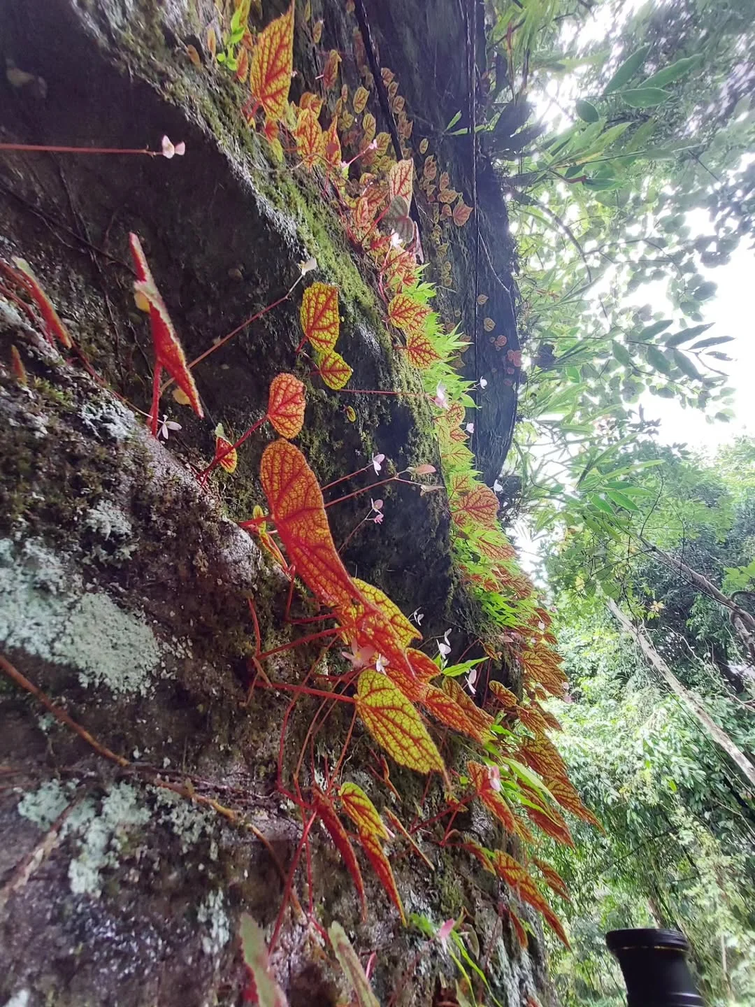 ใบไม้สีแดงส้มเกาะหน้าผาหิน