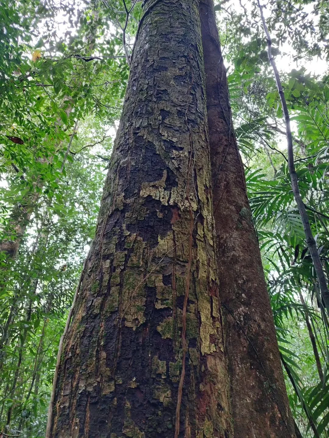 ลำต้นไม้ใหญ่กลางป่าดิบเขา