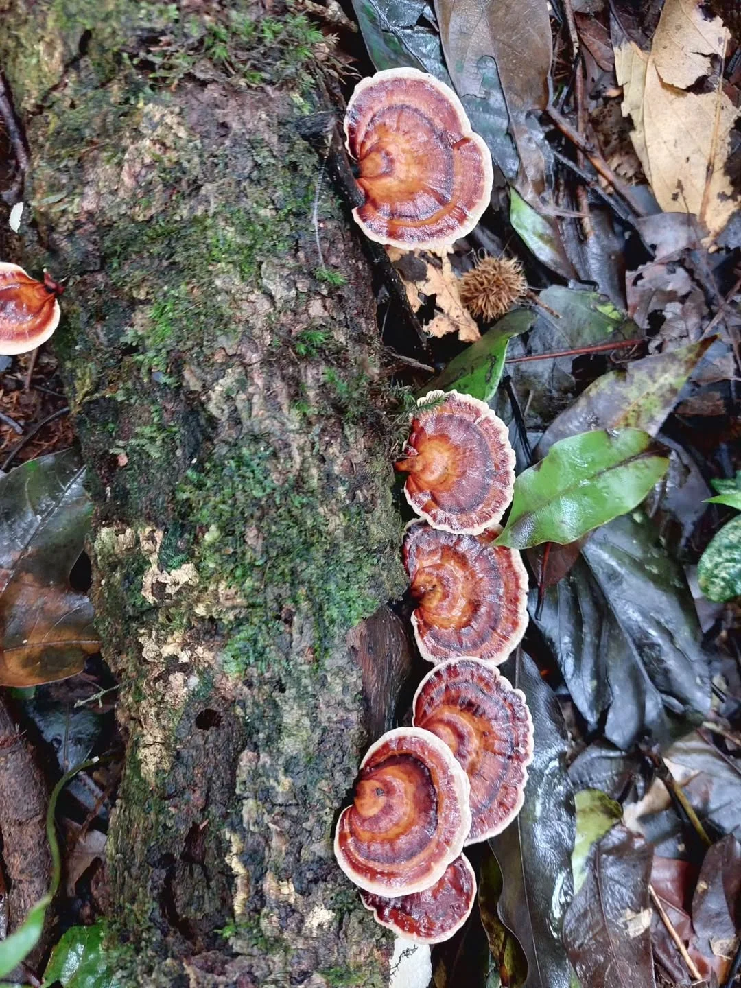 เห็ดแผ่นสีส้มแดงเรียงตามขอนไม้