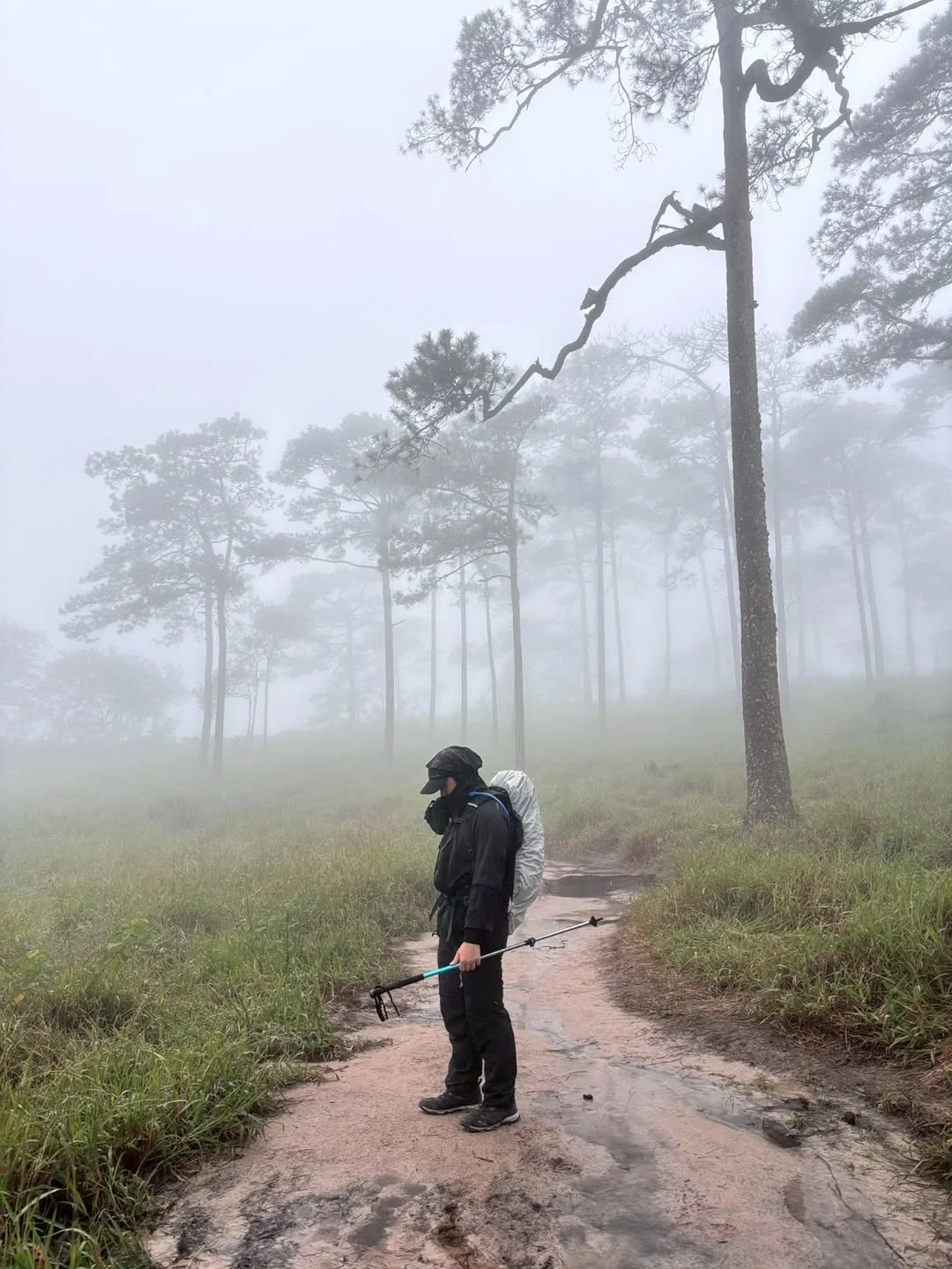ลานสนภูสอยดาว อุทยานแห่งชาติภูสอยดาว